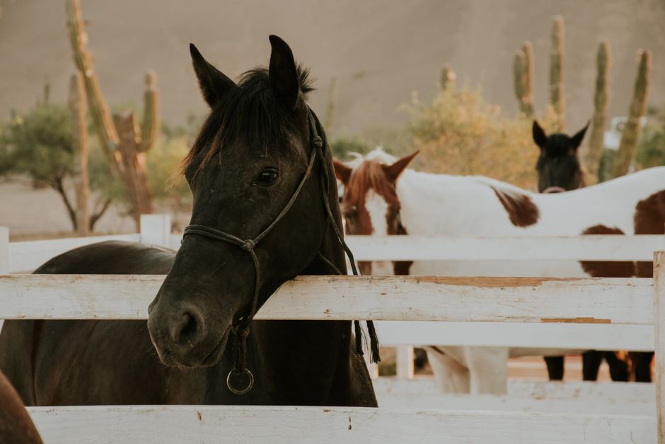 Horses at a wooden pipe fence with desert cactus in the background