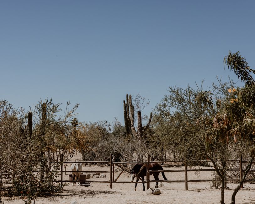 Wide desert horse corral with saguaro cacti in Arizona